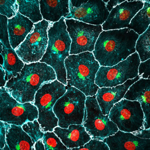 winner of the 2019 contest for SBCF images